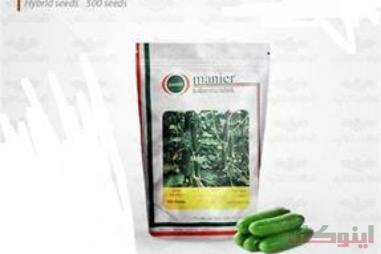 فروش بذر خیار پرگل mrc07
