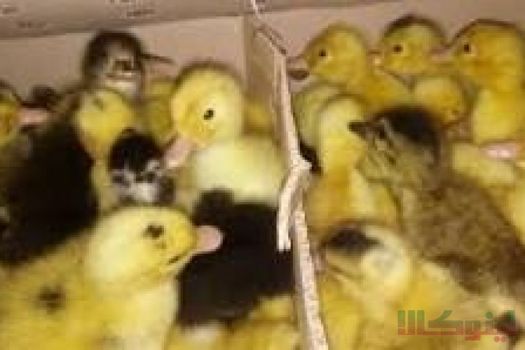 فروش اردک یکروزه و15روزه ورامین(فروش جوجه رنگی یکروزه بومی)