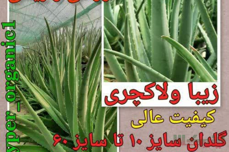 فروش پاجوش آلوئه ورا،برگ آلوئه ورا وگل آلوئه ورا خوراکی و زینتی