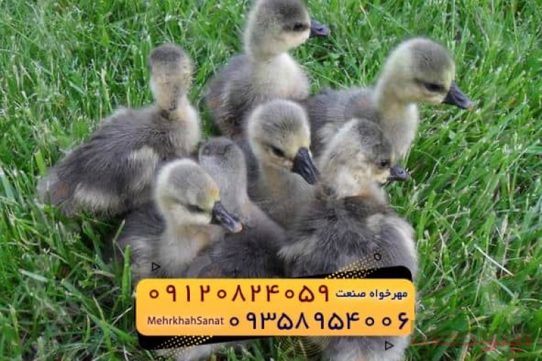 ???????????? *جوجه غاز گوشتی*????????????